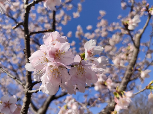 玉縄桜